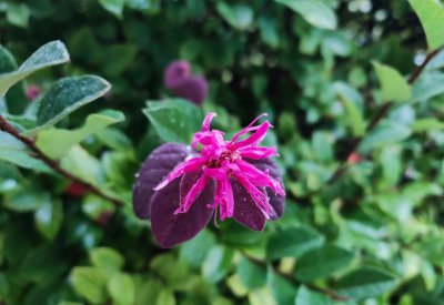 红花继木盆景怎么养 有关红花继木的种植与养护