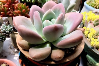 多肉植物怎么养肥 详解多肉植物养护小妙招
