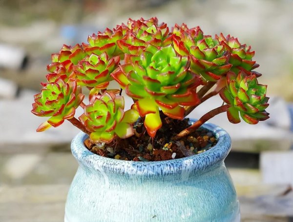 多肉植物怎么养肥