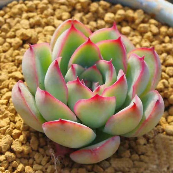 多肉植物怎么养肥