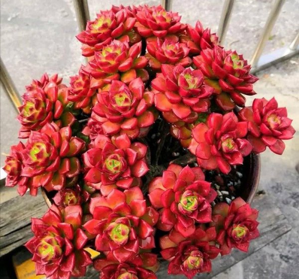 多肉植物怎么养肥