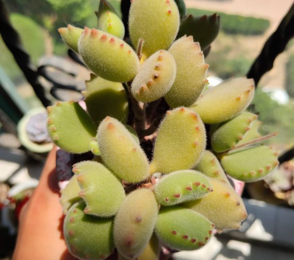 多肉植物怎么养肥