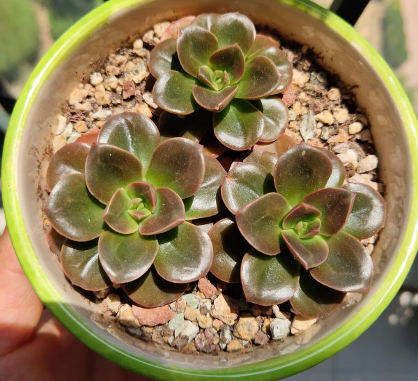 多肉植物怎么养肥