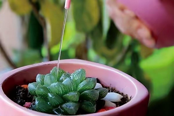 多肉植物怎么养肥