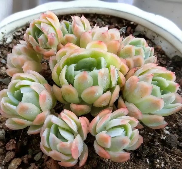 多肉植物怎么养肥