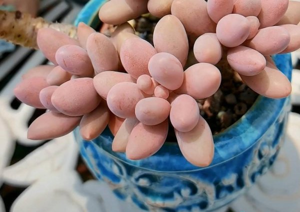 多肉植物怎么养肥