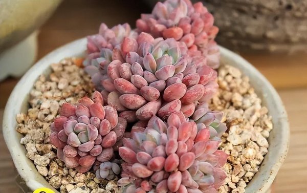 多肉植物怎么养肥