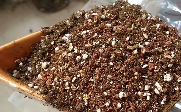 多肉植物怎么养肥