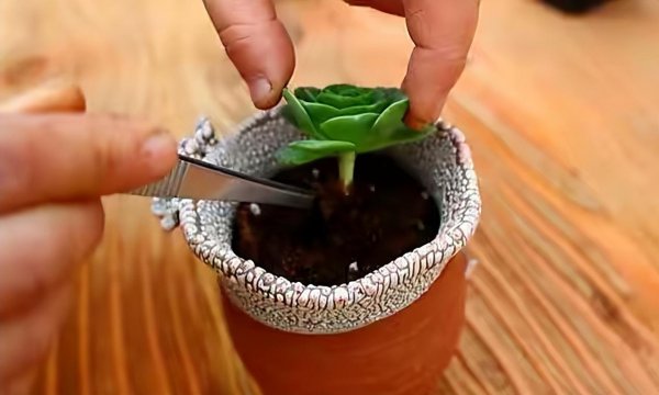 多肉植物怎么养肥
