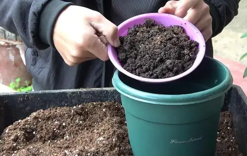 倒挂金钟花期怎么养护