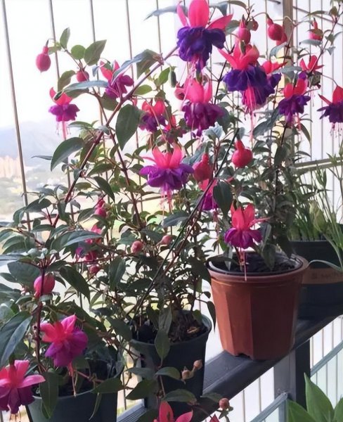 倒挂金钟花期怎么养护