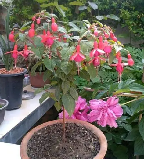 倒挂金钟花期怎么养护