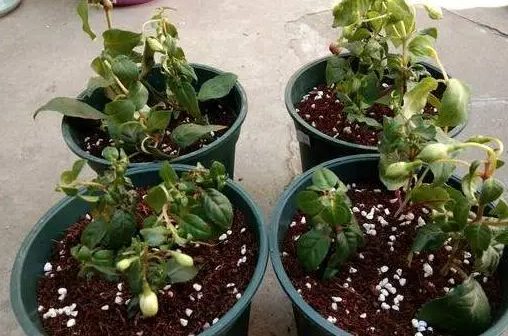 倒挂金钟花期怎么养护