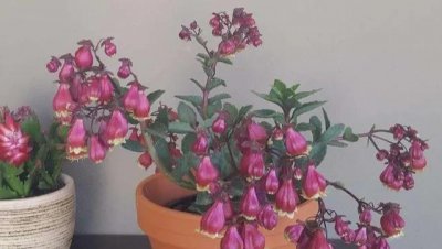 宫灯长寿花有几个品种 盘点三种常见的宫灯长寿花