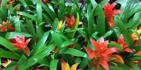 凤梨花苗怎么养