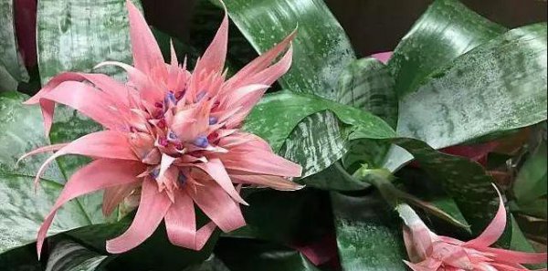 凤梨花苗怎么养