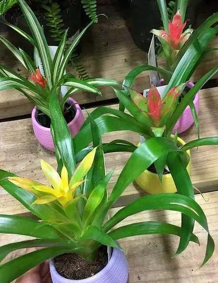 凤梨花苗怎么养
