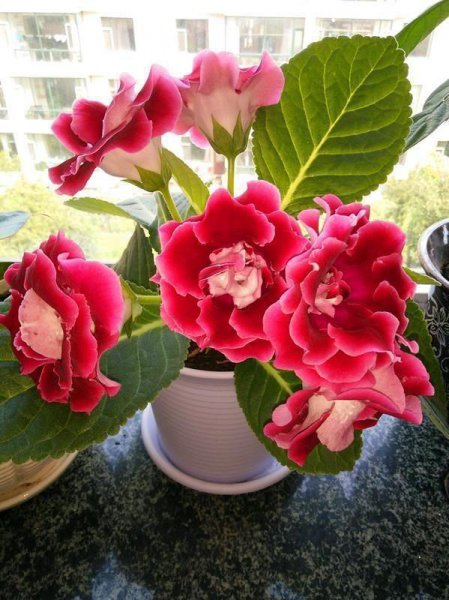 好养的花有哪些品种