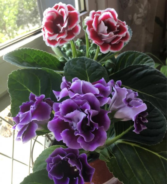 好养的花有哪些品种