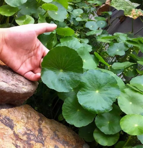 好养的花有哪些品种