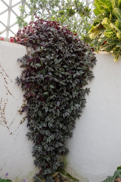 好养的花有哪些品种