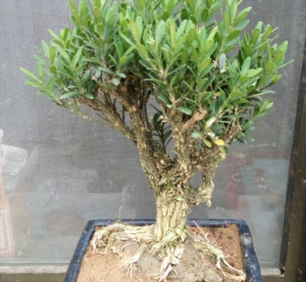 雀舌黄杨盆景怎么养