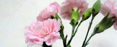 康乃馨种子如何种植 盆栽康乃馨的养殖方法讲解