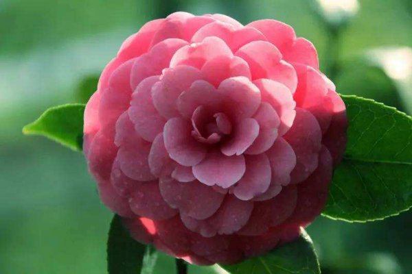 茶花品种哪个好