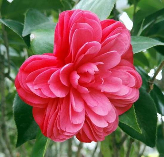 茶花品种哪个好
