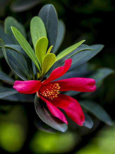 茶花品种哪个好