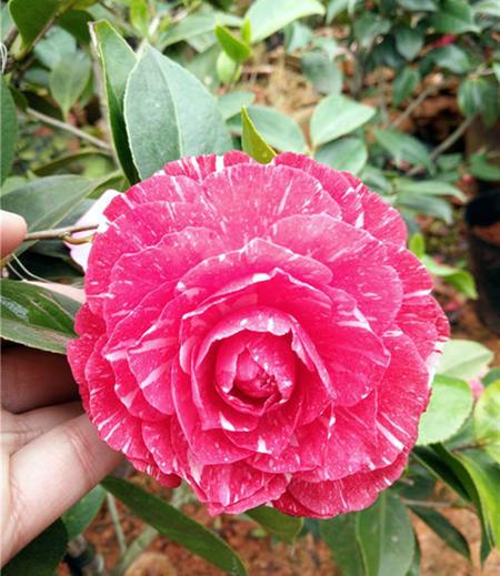 茶花品种哪个好
