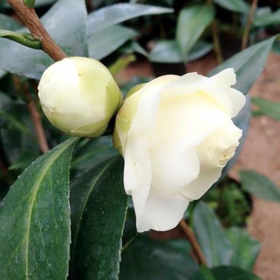 茶花品种哪个好