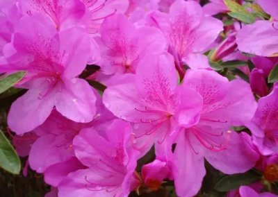 杜鹃花有哪些品种 盘点十大常见的杜鹃花