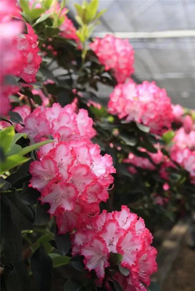 杜鹃花有哪些品种