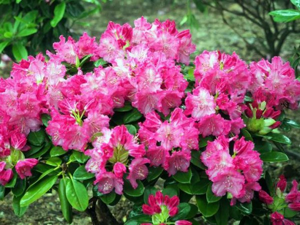 杜鹃花有哪些品种