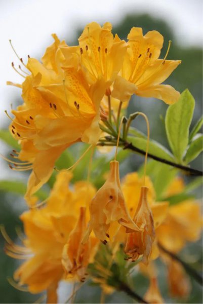杜鹃花有哪些品种