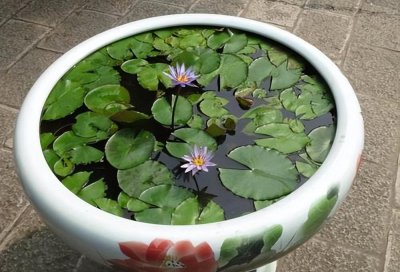 盆栽睡莲怎么种植 睡莲正确的栽种方法讲解