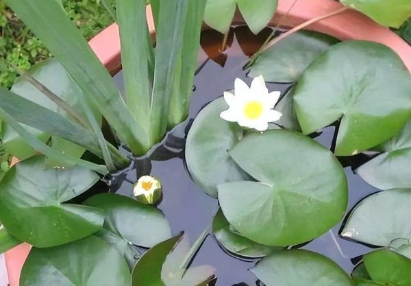 盆栽睡莲怎么种植