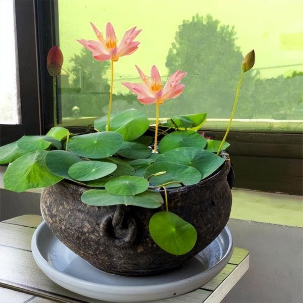 盆栽睡莲怎么种植