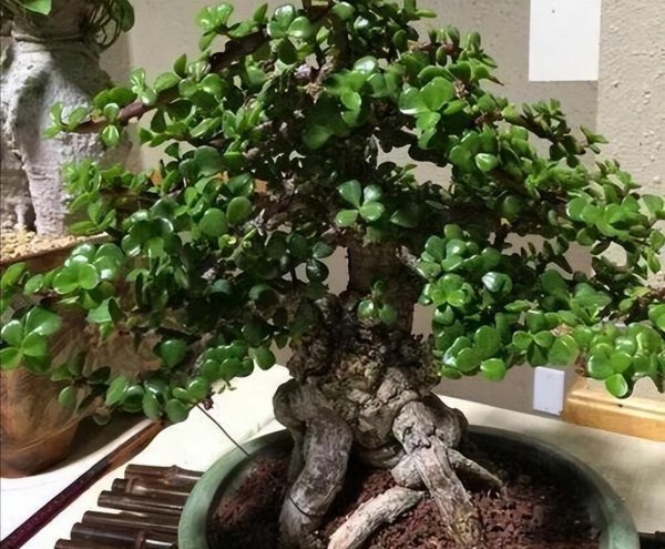 金枝玉叶花怎么养