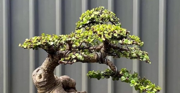 金枝玉叶花怎么养