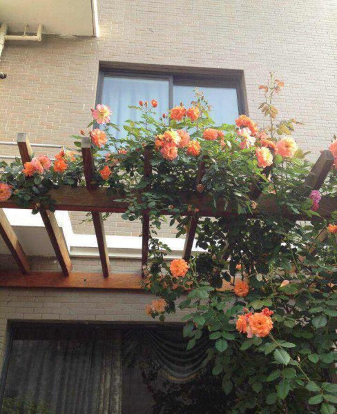 丰花月季怎么养护