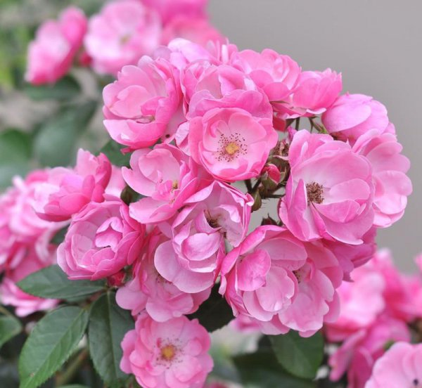 丰花月季怎么养护