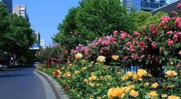 丰花月季怎么养护