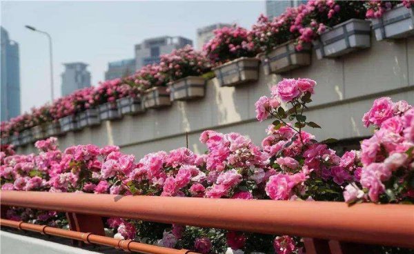 丰花月季怎么养护