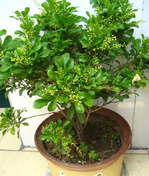 米兰花怎么养殖方法