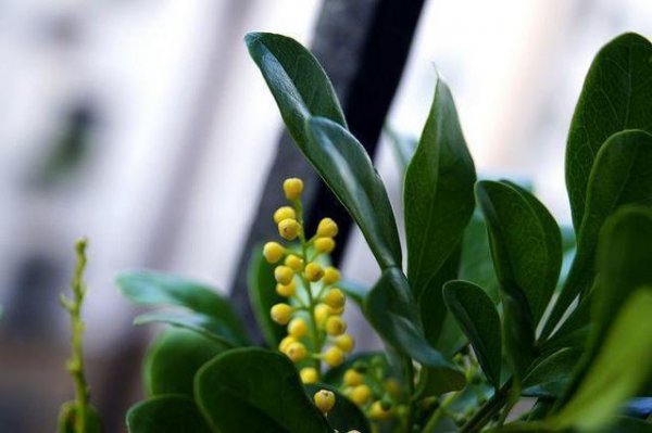 米兰花怎么养殖方法