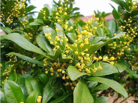 米兰花怎么养殖方法