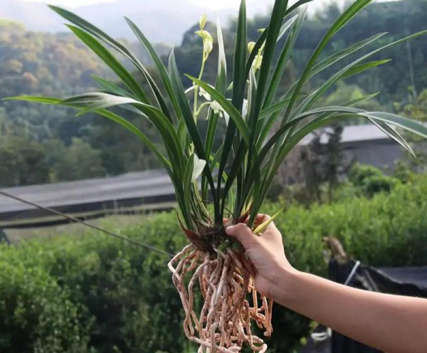 兰花品种有哪些