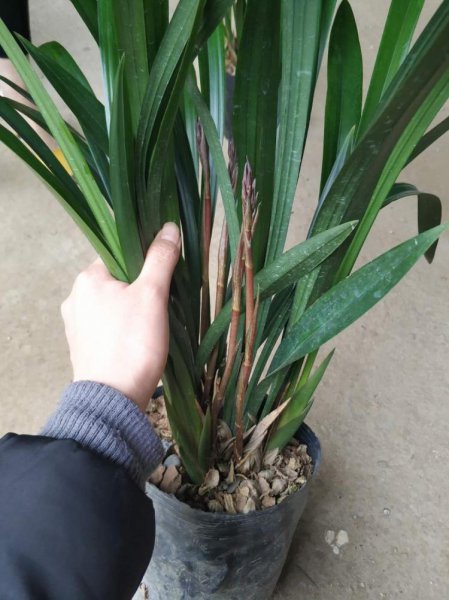 兰花品种有哪些